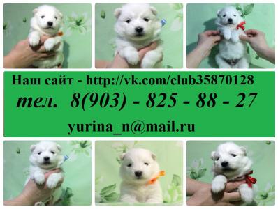 Куплю щенка Самоед, самоедская лайка - Россия, Котлас