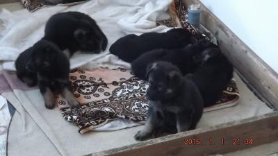 Продам щенка Немецкая овчарка - Беларусь, Минск. Цена 2000000 рублей