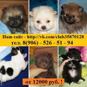 Продам щенка Шпиц - Россия, Кострома. Цена 12000 рублей
