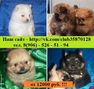 Продам щенка Шпиц - Россия, Иваново, Кинешма. Цена 12000 рублей