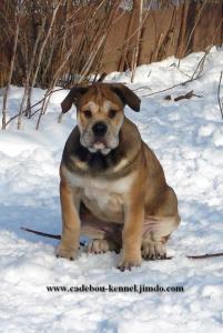 Продам щенка Ка Де Бо - Украина, Киев. Цена 1000 евро. Щенки из питомника ROYAL MOLOSS KENNEL - Украина, Черкассы