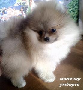 Продам щенка Шпиц - Россия, Казань