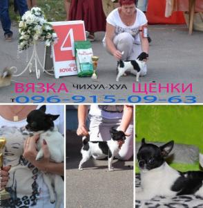 Ищу суку для вязки Чихуахуа - Украина, Хмельницкий. Цена 3000 гривен. Щенки из питомника Диадема Амрина - Украина, Хмельницкий