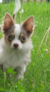 Продам щенка Чихуахуа, ркф - Россия, Москва, Москва. Щенки из питомника Kennel SLIHOBOR LINE Чихуахуа & Доберман - Россия, Москва, Москва