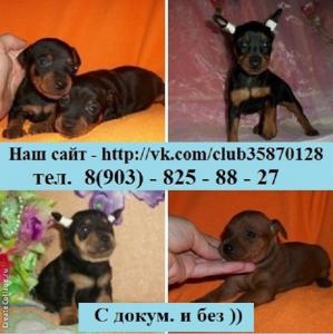 Продам щенка Карликовый пинчер, цвергпинчер - Россия, Нижний Новгород. Цена 12000 рублей