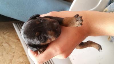 Продам щенка Ягдтерьер - Россия, Иркутск. Цена 15000 рублей