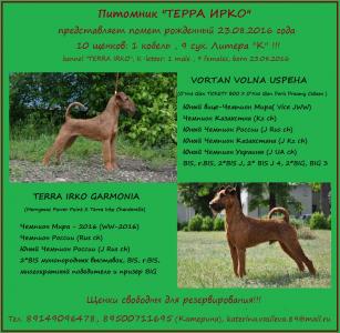 Продам щенка Ирландский терьер - Россия, Иркутск. Цена 30000 рублей