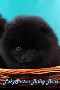 Продам щенка Шпиц - Беларусь, Минск. Цена 600 долларов