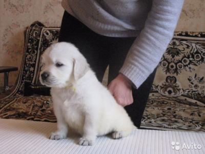 Продам щенка Золотистый ретривер - Россия, Томск. Цена 20000 рублей