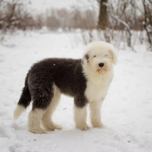 Продам щенка Бобтейл - Польша, Варшава, Повсеместно. Цена 800 евро