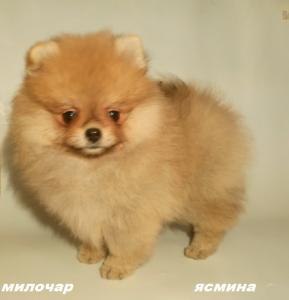 Продам щенка Померанский шпиц, карликовый - Россия, Казань. Цена 60 000 рублей