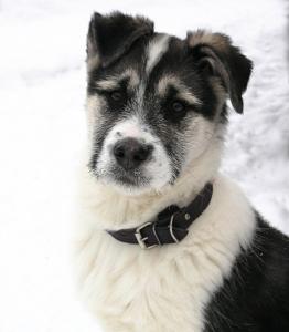 Отдам щенка в добрые руки Метис - Россия, Москва