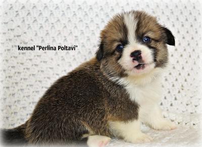 Продам щенка Вельш корги пемброк - Украина, Киев. Цена 1000 долларов. Щенки из питомника Perlina Poltavi - Украина, Полтава