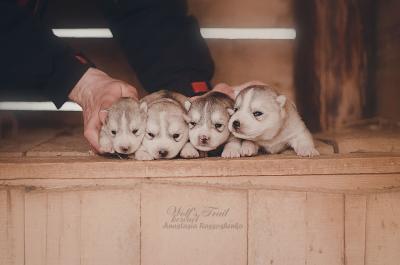 Продам щенка Хаски - Беларусь, Минск. Цена 300 долларов