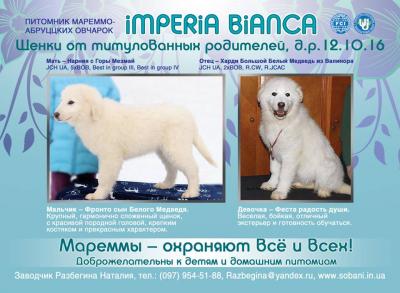 Продам щенка Маремма - Украина, Харьков, харьков. Цена 30000 рублей. Щенки из питомника Imperia bianca - Украина, Харьков