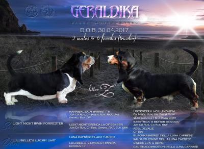 Продам щенка Бассет-хаунд - Россия, Московская область