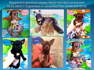 Продам щенка Чихуахуа - Россия, Прокопьевск. Цена 10000 рублей