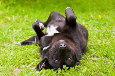 Отдам щенка в добрые руки Метис - Россия, Москва