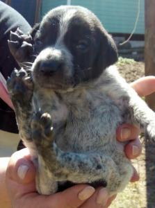 Отдам щенка в добрые руки , метисы - Россия, Москва. Цена 10 рублей