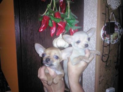Продам щенка Чихуахуа - Россия, Ангарск