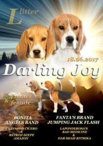 Продам щенка Бигль - Россия, Москва. Цена 35000 рублей. Щенки из питомника Darling Joy - Украина, , Северодонецк