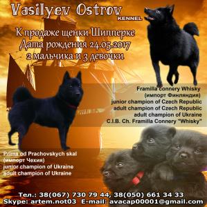 Продам щенка Шипперке - Украина, Днепропетровск. Цена 650 евро