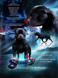 Продам щенка Стаффордширский бультерьер - Россия, Санкт-Петербург. Цена 40000 рублей
