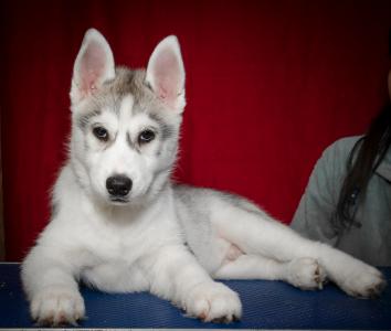 Продам щенка Хаски - Беларусь, Минск. Цена 100 рублей. Щенки из питомника Kennel 