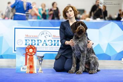 Продам щенка Дратхаар - Россия, Калуга. Цена 100 рублей
