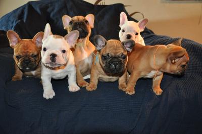 Продам щенка french bulldog - Russia, Barnaul