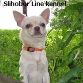 Продам щенка Чихуахуа - Россия, Москва, Москва. Щенки из питомника Kennel SLIHOBOR LINE Чихуахуа & Доберман - Россия, Москва, Москва