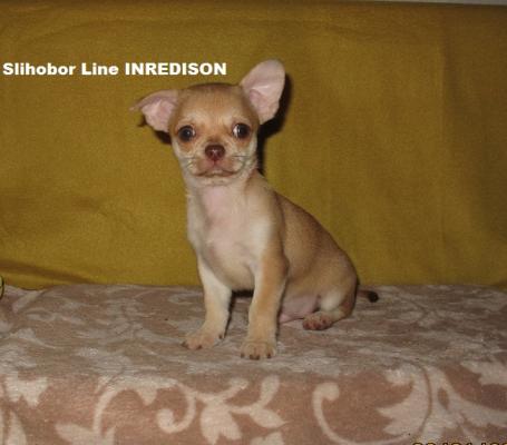Продам щенка Чихуахуа - Россия, Москва, Москва. Щенки из питомника Kennel SLIHOBOR LINE Чихуахуа & Доберман - Россия, Москва, Москва