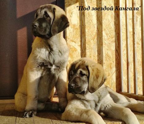 Продам щенка Среднеазиатская овчарка, Анатолийская овчарка, кангал - Россия, Москва, Москва. Цена 50000 рублей