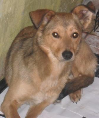 Отдам щенка в добрые руки Метис - Россия, Москва. Цена 50 рублей