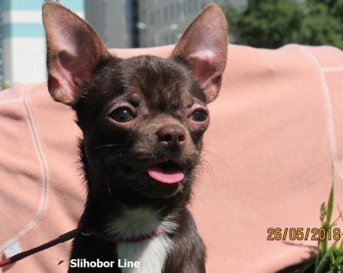 Продам щенка Чихуахуа - Россия, Москва. Щенки из питомника Kennel SLIHOBOR LINE Чихуахуа & Доберман - Россия, Москва, Москва