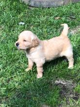 Продам щенка Тоса-ину - Украина, Киев. Цена 1000 евро. Щенки из питомника Royal Moloss Kennel - Украина, Черкассы