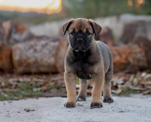 Продам щенка Ка Де Бо - Украина, Киев. Цена 650 евро. Щенки из питомника Royal Moloss Kennel - Украина, Черкассы