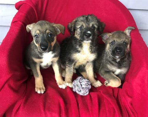 Отдам щенка в добрые руки Метис - Россия, Москва