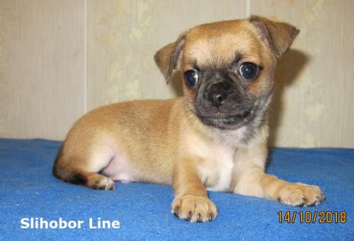 Продам щенка Чихуахуа - Россия, Москва. Щенки из питомника Kennel SLIHOBOR LINE Чихуахуа & Доберман - Россия, Москва, Москва