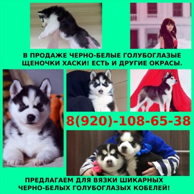 Продам щенка Хаски - Россия, Казань