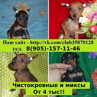 Продам щенка Карликовый пинчер, цвергпинчер - Россия, Ярославль. Цена 4000 рублей
