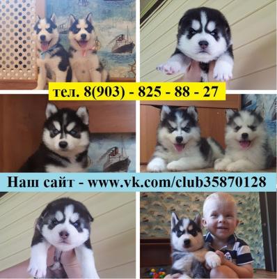 Продам щенка Хаски - Россия, Москва