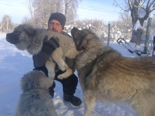 Продам щенка Кавказская овчарка - Россия, Московская область. Цена 12000 рублей