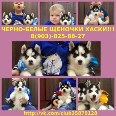 Продам щенка Хаски - Россия, Мирный