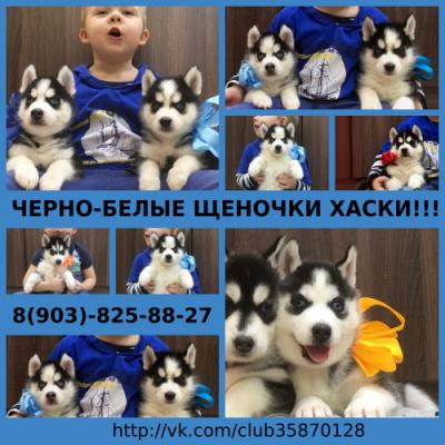 Продам щенка Хаски - Россия, Санкт-Петербург