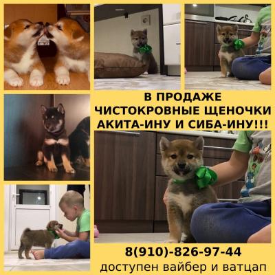 Продам щенка Акита, акита-ину - Россия, Москва