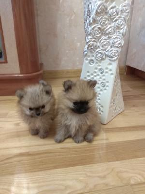 Продам щенка Миниатюрный шпиц - Россия, Калининград. Цена 35 000 рублей