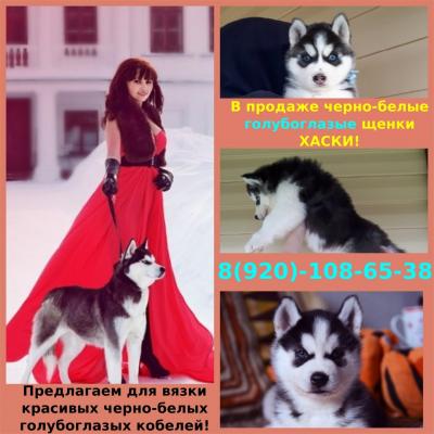 Продам щенка Хаски - Россия, Нижний Новгород