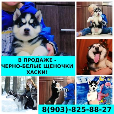 Продам щенка Хаски - Россия, Иваново