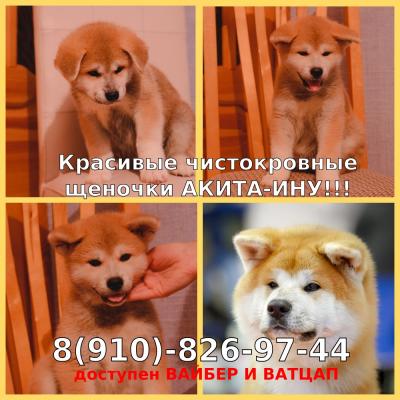Продам щенка Акита, акита-ину - Россия, Москва